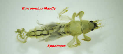 Ephemera mayfly nymph from www.nymphflyfishing.com