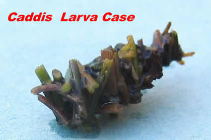 Caddis Larval Case at www.nymphflyfishing.com