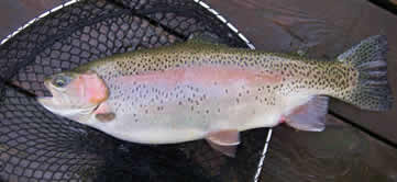 Massive Rainbow of Over 7 Pounds Caught on a Nymph at www.nymphflyfishing.com